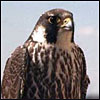 Pregrine Falcons