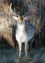 Fallow deer