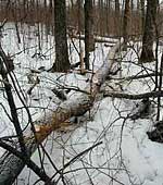 Aitkin County forest