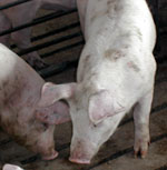 Pigs at a Grant County farm