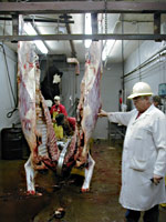 Cattle carcass sliced with chainsaw