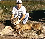 Agassiz wolf study