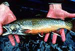 Coaster brook trout