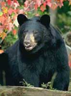 Black bear