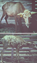 top picture of diseased elk, bottom of diseased deer