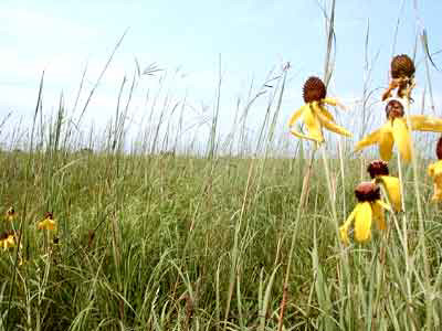 Birch Coulee battlefield