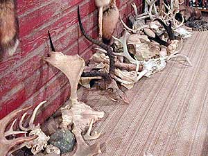 
Skulls of deer, elk and other game animals that Almberg is working on. He is careful when cleaning the skulls, because the animals' brain tissue is where CWD and other infections reside. (MPR Photo/Cara Hetland)