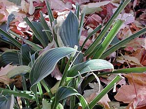 
Plants in Lynn Holmstrom's yard, eaten by deer. (MPR Photo/Mark Steil)