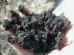 
 A handful of soil from the Sedan Brook Prairie gives an idea of how rich undisturbed prairie land can be.  This land has never been farmed or used for livestock, it's in essentially the same condition as it was before Minnesota was settled.  (MPR Photo/Tim Post)