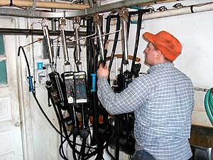 
Watten prepares for milking time in the dairy barn. (MPR Photo/Tim Post)