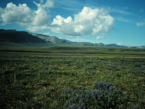 
tundra wildflowers in Arctic National Wildlife Refuge (courtesy Alaska Coaliton)