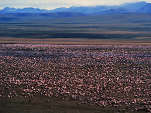 
The Porcupine Caribou herd migrates each year to calving grounds in the Arctic National Wildlife Refuge (courtesy of Alaska Coalition)