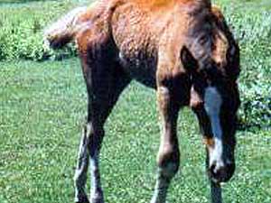 
In the past couple of years, Messer says four foals died after an adjacent field was sprayed. In each case, he says he saw a helicopter spray something on a nearby field, and sometimes on his pasture. 
 (Photo courtesy of Nick Messer)