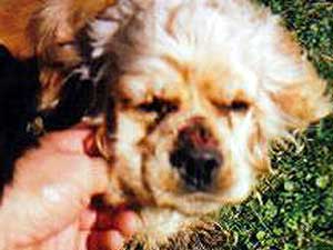 
Messer's dogs developed sores on their noses and bodies from the pesticide which was sprayed on the pasture land. (Photo courtesy of Nick Messer)