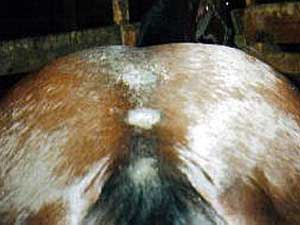 
After exposure to pesticides, Messer's horses developed sores around their mouths and on their bodies. Then they started staggering around the pasture, and quickly died. Autopsies showed at least some of the animals died of liver and kidney failure. (Photo courtesy of Nick Messer)