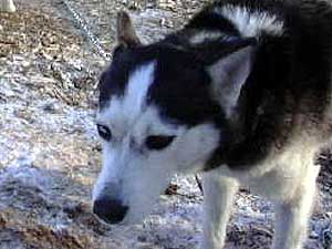 
Morris says she's proving a husky is a husky no matter where it's from. (MPR Photo/Chris Julin)