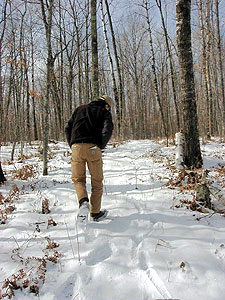 
Adrian Wydeven used to know every individual wolf in northern Wisconsin. Now, with about 300 animals in the region, he says there are no places left to move problem wolves. (MPR Photo/Bob Kelleher)