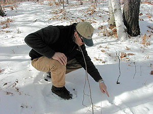 
Adrian Wydeven points out a fresh set of gray wolf tracks in the northwest Wisconsin woods.  Another set nearby indicates a pair of wolves traveling together as a pack.   (MPR Photo/Bob Kelleher)