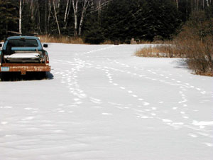 
Northeast Minnesota is considered critical wolf habitat by the U.S. Fish and Wildlife Service.  Minnesota's wolf plan continues protections in this part of the state.  A yard near Lutsen shows clear evidence of a healthy wolf population. (MPR Photo/Bob Kelleher)
