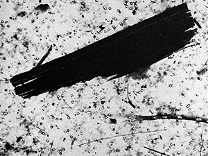 
This electron microscope photo shows a taconite fiber breaking up into smaller fibers in rat lung tissue. (Photo courtesy Dr. Philip Cook)