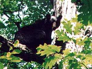 
Hunting dogs often chase and tree bears, or corner them, until a hunter follows the trail and decides whether to shoot the animal. (Photo courtesy of <a href="http://www.borderpond.com/" target ="blank">Border Pond Guide Service & Kennels </a>)