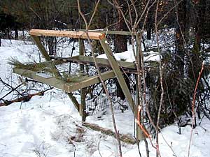 
Burdette uses chicken wire box traps baited with a bit of hare or beaver, to lure lynx inside.  A pie tin is hung nearby to get the cat's attention.  The trap is covered with balsam boughs to mask it from lynx. (MPR Photo/Bob Kelleher)