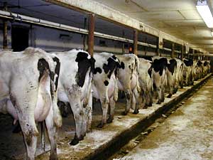 
The herd produces more than 3,200 pounds of milk a day. (MPR Photo/Nikki Tundel)