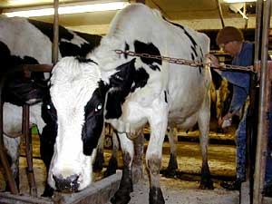 
All of the cows are named. One particular family of cows is named after different soda pops. Two are named Cola and Soda, and the calf is named Squirt. 
 (MPR Photo/Nikki Tundel)