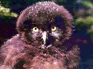 
A baby boreal owl. (Photo courtesy of Bill Lane)