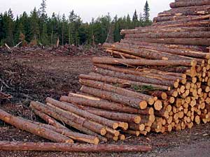 
Boreal owls nest in cavities in old trees.  They can't nest in the stands of young trees that grow up after clearcutting. So the Owlman hates clearcuts.  (MPR Photo/Mary Losure)
