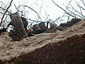 Larger view