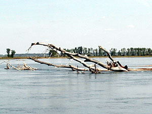 
Fallen trees like this one in the Missouri are a hazard to boaters.  But Hesse says they do provide good fish habitat. (MPR Photo/Mark Steil)