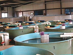 
Gavins Point National Fish Hatchery in Yankton, South Dakota raises and stocks several kinds of fish.  There are more pallid sturgeon here of different ages, than any hatchery in the world.
 (MPR Photo/Cara Hetland)
