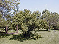 Larger view