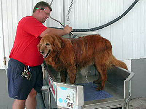 
Mark LeBlanc hoses down his golden retiever, Sadie, in the pet washing station. LeBlanc owns Big Dog Car and Pet Wash with his brother, Wade.  (MPR Photo/Chris Julin)