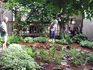 
Maxine Linehan's rain garden is planted with different species of ferns, sedges, and wildflowers.  (MPR Photo/Mary Losure)