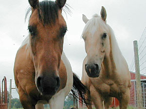 
Little One and Champagne are two of the five horses on the Hultman farm. The family also has 250 European Elk,  a herd of Angus cattle, two pygmy goats, two cats, and two dogs. Amber says there are also a bunch of pigs, but she doesn't know how many because she refuses to deal with them and is happy to let her younger brother tend to the swine.  (MPR Photo/Nikki Tundel)