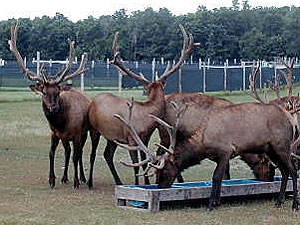 
Gary Tank has 35 elk on his farm.  Some of them weigh up to a half ton.  It cost up to $350 a year to feed the elk, which is a hard expense to handle because of a slump in the elk market.   (MPR Photo/Tim Post)