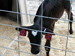 
The cloned calves live in a plastic pen isolated from other calves for nearly two months.  This is to ensure the calves are free of disease and are eating and drinking enough to stay healthy. (MPR Photo/Cara Hetland)