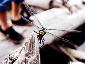 
The Dragonhunter (Hagenius brevistylus) is a large dragonfly that preys on large moths, butterflies, and other dragonflies.  It's believed to have immunity to some wasp venom and to toxins found in Monarch butterflies. (Photo courtesy of Kurt Mead)