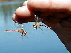 
Yellow-legged Meadowhawks are small dragonflies, not much longer than an inch.  They're one of the latest Minnesota flyers, found well into November, short of a killing frost. (MPR Photo/Bob Kelleher)