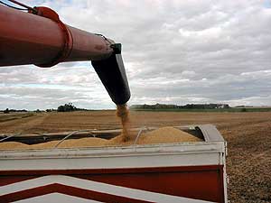 
Unloading soybeans in the field.   Alan Velde can watch a 
yield monitor on his combine to find out how many bushels 
of soybeans he's harvesting. (MPR Photo/Mark Steil)