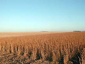 
The overwhelming majority of U.S. soybeans are produced from generically engineered seed.  The seed is designed to tolerate a popular herbicide called Round Up. (MPR Photo/Erin Galbally)