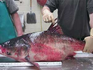 
An Asian carp caught recently in the upper Midwest. (Photo courtesy of  Ontario Ministry of Natural Resources)