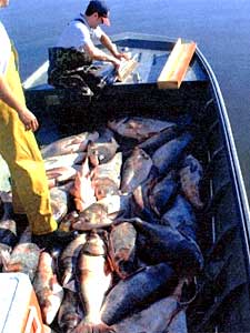 
Fisheries experts caught a boatful of Asian carp recently, as they attempt to find ways to prevent their spread into the Mississippi River. (Photo courtesy of  Wisconsin Sea Grant)