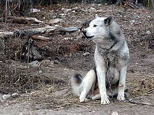 
The sled dogs are bred to run for miles in the extreme cold.  (MPR Photo/Bob Kelleher)