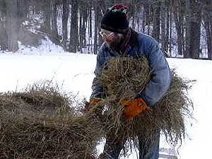 
John Munter gets ready to give his alpaca herd their daily ration of hay. (MPR Photo/Stephanie Hemphill)