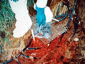 
Each pound of methamphetamine produced leaves behind five or six pounds of toxic waste. Methamphetamine cooks often pour leftover chemicals and by-product sludge down drains in nearby plumbing, down storm drains, or directly onto the ground.  (Photo courtesy of Institute for Intergovernmental Research)