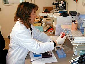 
Scientist Michelle Pearlson processes DNA samples at the Northwoods DNA lab near Bemidji. Pearlson used to work for a biotech firm in the Twin Cities. She and her husband jumped at the chance to move to northern Minnesota. Her husband works as a geneticist at the Bureau of Criminal Apprehension's DNA lab in Bemidji. (MPR Photo/Tom Robertson)