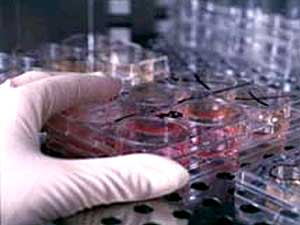 
Culture trays containing human embryonic stems cells  are stored in heat-controlled storage and studied by researchers at the University of Wisconsin's Stem Cell Research lab.  (Photo by Jeff Miller, courtesy of the University of Wisconsin-Madison)